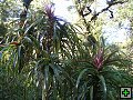 thn_NZ leden-unor 2006 278.jpg